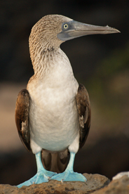 Galapagos Booby